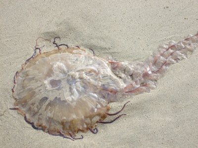 003_Cannon Beach.jpg