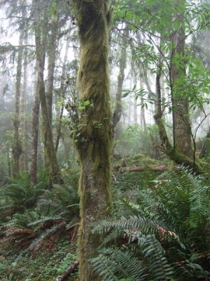 049_Cascade Head trail.jpg