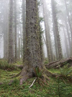 051_Cascade Head trail.jpg