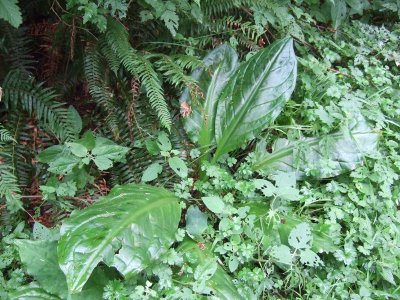 053_Cascade Head trail.jpg
