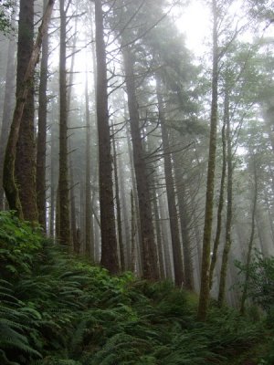 054_Cascade Head trail.jpg