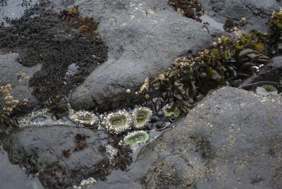 056_Yaquina Head Lighthouse Beach.jpg