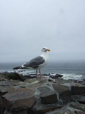 067_Somewhere off coastal hwy.jpg