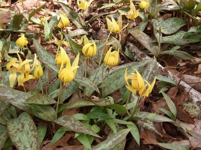Trout Lillies at Wolf Creek, GA