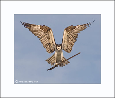 Hovering-Osprey-small.jpg