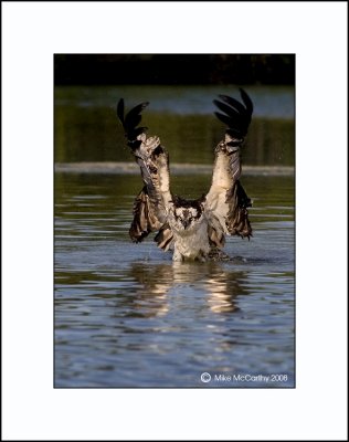 Angry-Osprey.jpg