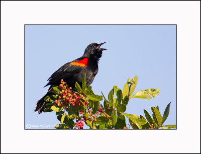 RED WINGED BLACK BIRDS