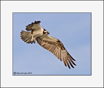 Osprey   _MG_5480--Small.jpg