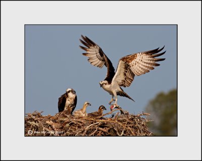 Osprey   _MG_4519--Small.jpg