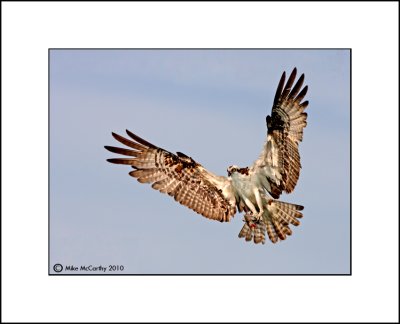 Osprey   _MG_6817--Small.jpg