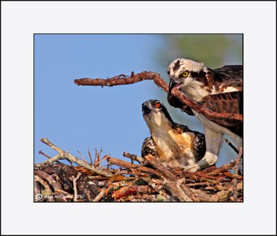 Osprey   _MG_7334--Small.jpg