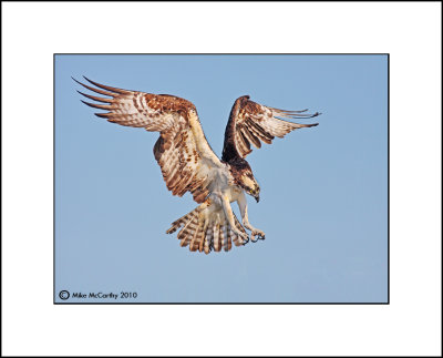 Osprey   _MG_7682--Small.jpg