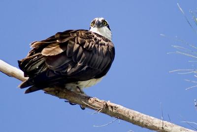 Osprey 8839.jpg