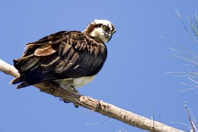 Osprey 3.jpg
