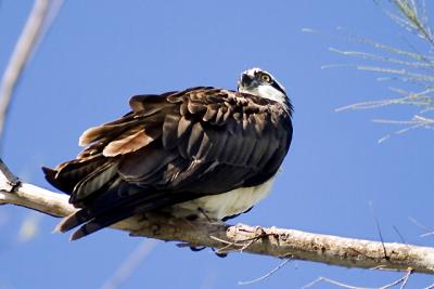 Osprey 4.jpg