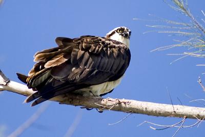 Osprey 5.jpg