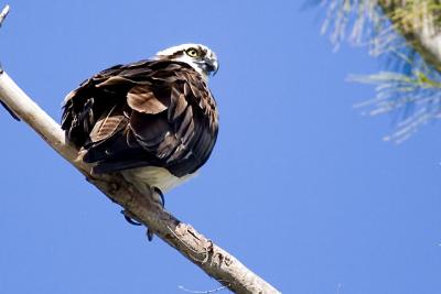 Osprey 6.jpg