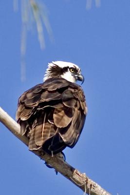 Osprey 12.jpg