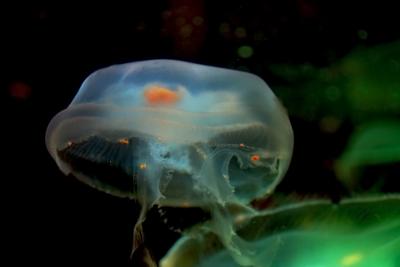 Jellyfish 2.jpg