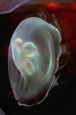 Jellyfish 5.jpg