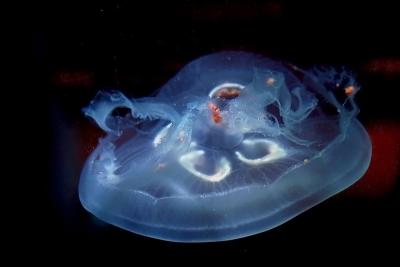 Jellyfish 6.jpg