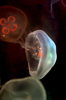 Jellyfish 7.jpg