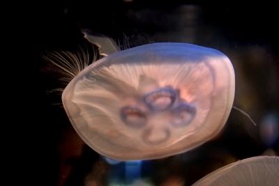 Jellyfish 8.jpg