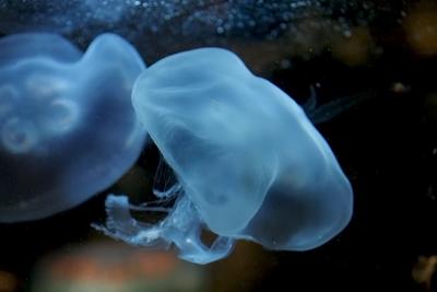 Jellyfish 9.jpg