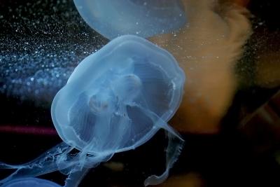 Jellyfish 10.jpg