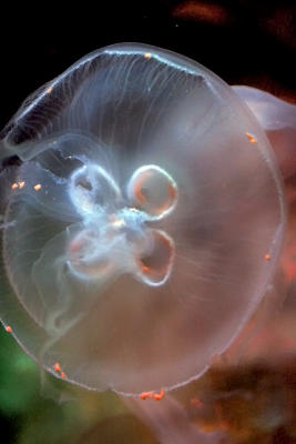 Jellyfish 11.jpg