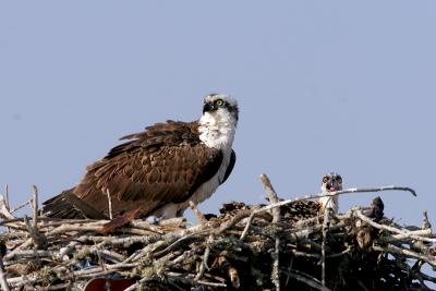 Osprey 1.jpg