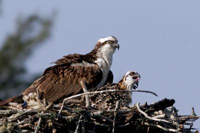 Osprey 2.jpg