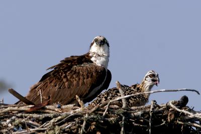 Osprey 3.jpg