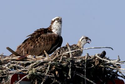 Osprey 4.jpg