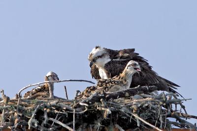 Osprey 5.jpg