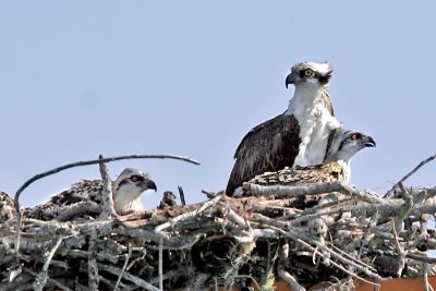 Osprey 7.jpg
