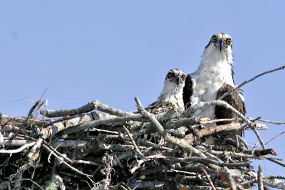 Osprey 9.jpg