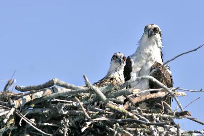 Osprey 10.jpg