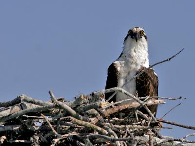 Osprey 12.jpg