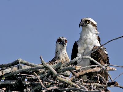 Osprey 13.jpg