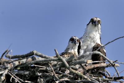 Osprey 14.jpg