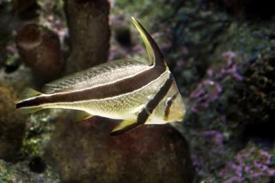Fish 2830.jpg