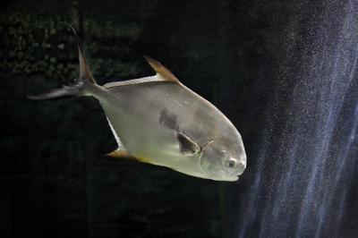 Fish 8403.jpg