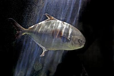 Fish 88493.jpg