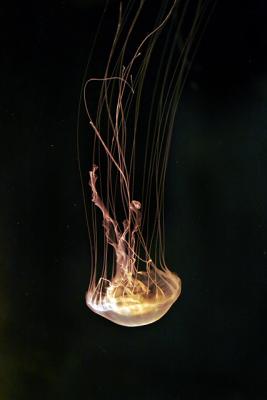 Fish 848839.jpg