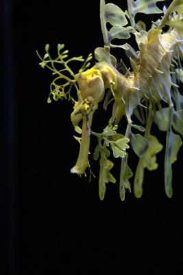 Fish 888482.jpg