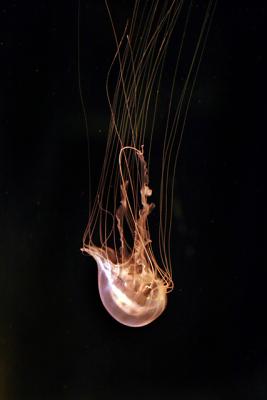 Fish 994839.jpg