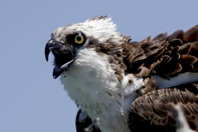 Angry Osprey.jpg