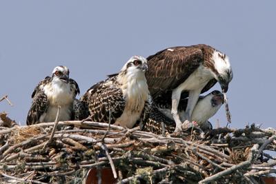 Feeding 2.jpg