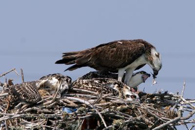 Feeding 3.jpg